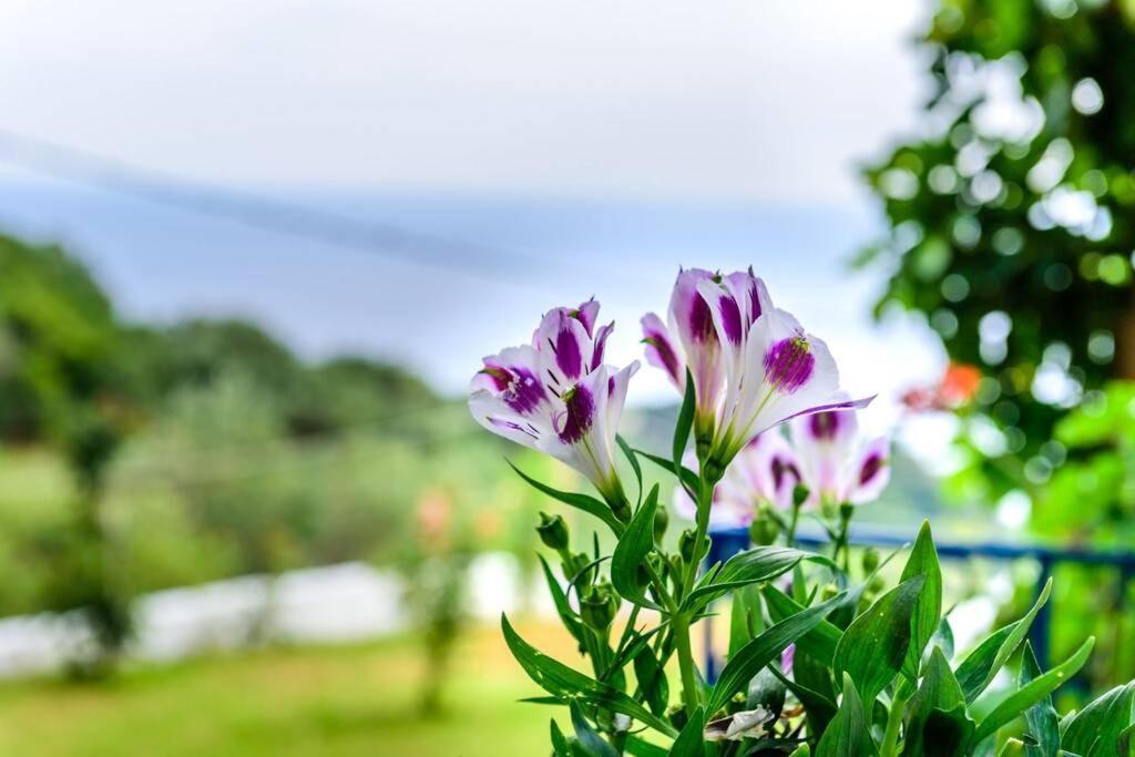 Villa Panorama Lygia  Esterno foto